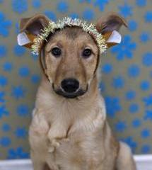 Ди-ди Щенятник